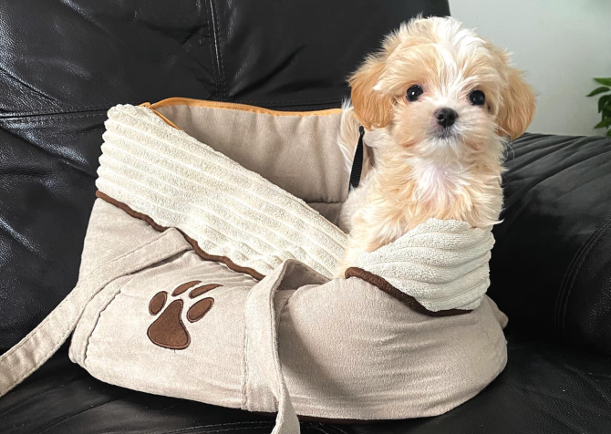 Maltipoo bebek surat yavrularımız yeni ailelerine gitmek için hazir